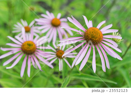 Echinacea Purpurea outdoors 23552123