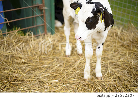 仔牛(ホルスタイン) 仔牛(ホルスタイン) 23552207