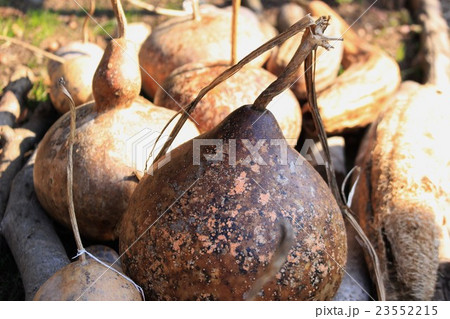 ヒョウタンとヘチマ ヒョウタンとヘチマ 23552215