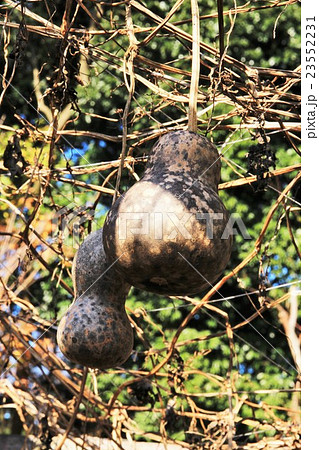 つくば植物園のヒョウタン つくば植物園のヒョウタン 23552231