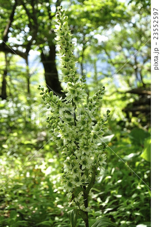 オオバイケイソウ 23552597