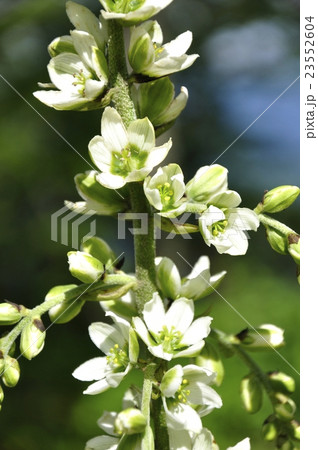 オオバイケイソウ オオバイケイソウ 23552604