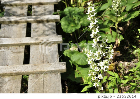 オオバイケイソウの咲く登山道 23552614