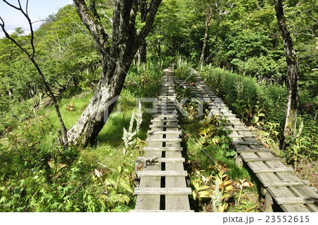 オオバイケイソウの咲く登山道 オオバイケイソウの咲く登山道 23552615