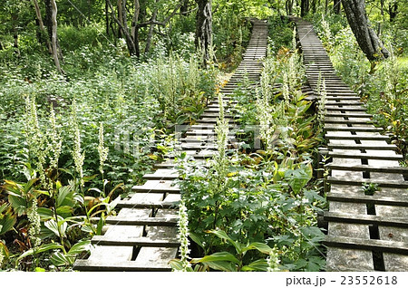 オオバイケイソウの咲く登山道 23552618