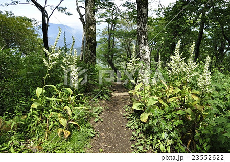 オオバイケイソウ 23552622