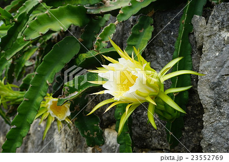 6月花 沖縄 宮古島174熱帯植物 ドラゴンフルーツの花の写真素材