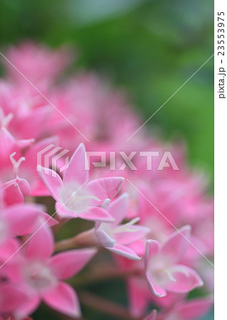 ペンタス 23553975