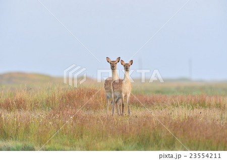エゾシカの母娘 23554211