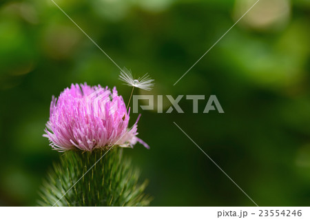 アメリカオニアザミとタンポポ綿毛 野草の写真素材