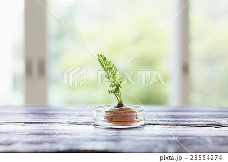 ミドルライフスタイル ミドルライフスタイル 23554274