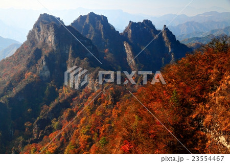 妙義山・相馬岳から見る紅葉の金洞山 23554467