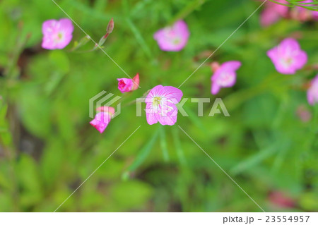 アカバナユウゲショウ アカバナユウゲショウ 23554957