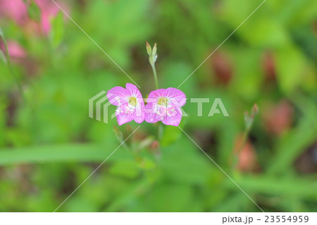 アカバナユウゲショウ 23554959