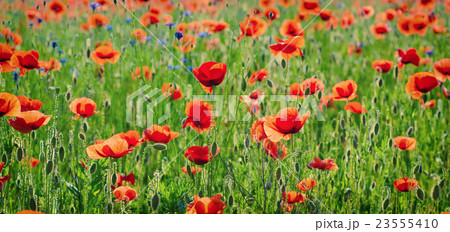 Red spring poppy 23555410