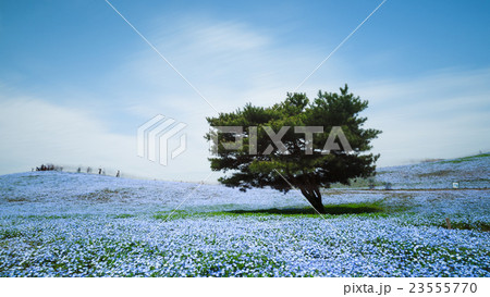 Nemophila, flower field at Hitachi Seaside Park Nemophila, flower field at Hitachi Seaside Park 23555770