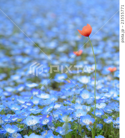 Carpet of Nemophila, or baby blue eyes flower Carpet of Nemophila, or baby blue eyes flower 23555771