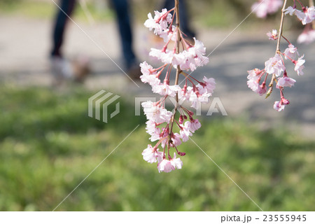Weeping Cherry blossoms at Kitakata, Fukushima Weeping Cherry blossoms at Kitakata, Fukushima 23555945