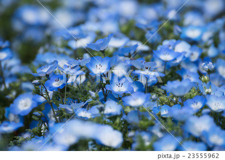 Carpet of Nemophila, or baby blue eyes flower Carpet of Nemophila, or baby blue eyes flower 23555962