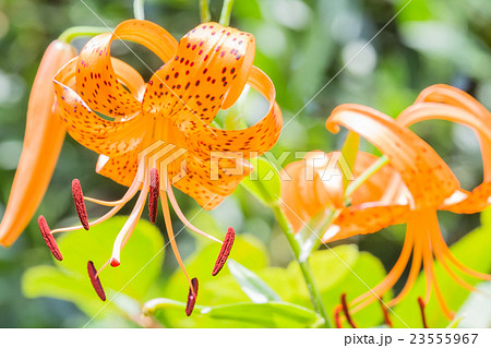 オニユリ 23555967