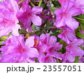 さつき 23557051
