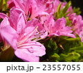 ツツジ 23557055
