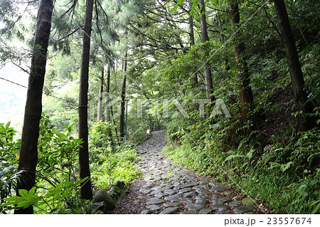 箱根旧街道石畳道 23557674