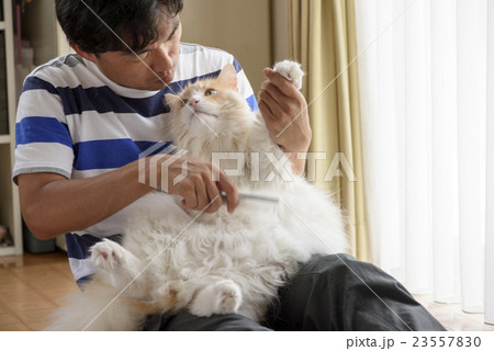 猫のコーミング 23557830