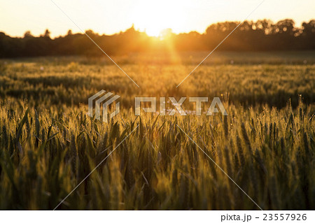 Wheat Farm Field at Golden Sunset or Sunrise 23557926