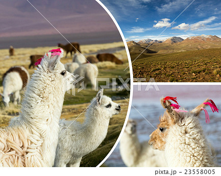Collage of Bolivia images - travel background  23558005