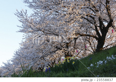 日の出の幸手権現堂 23558837