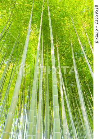 竹林 23559529