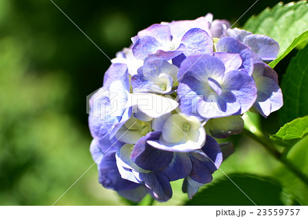 紫陽花: 青 紫陽花: 青 23559757