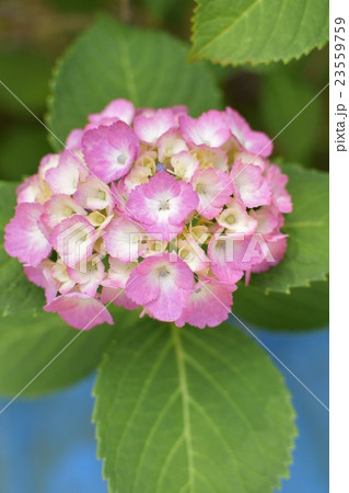紫陽花 : ピンク 紫陽花 : ピンク 23559759
