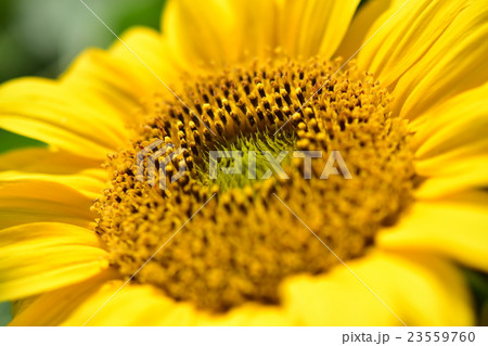 ミニひまわり ミニひまわり 23559760