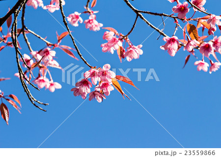 Thai sakura or Cherry blossom in Thailand Thai sakura or Cherry blossom in Thailand 23559866
