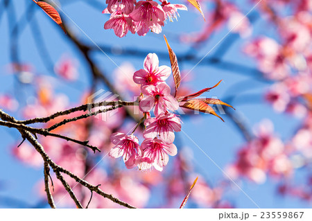 Thai sakura or Cherry blossom in Thailand Thai sakura or Cherry blossom in Thailand 23559867