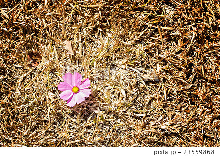 Top view of cosmos flower has fallen on dry grass Top view of cosmos flower has fallen on dry grass 23559868