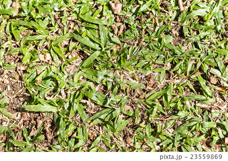 field of grass texture as background, top view field of grass texture as background, top view 23559869
