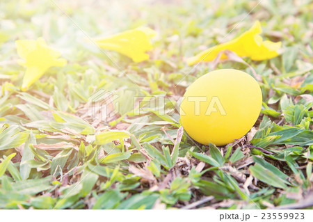 Yellow easter eggs on Fresh Green Grass Yellow easter eggs on Fresh Green Grass 23559923