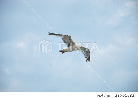 Seagul against a beautiful sky with clouds 23561632