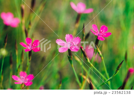 Blooming In Green Grass Wildflowers Meadow 23562138