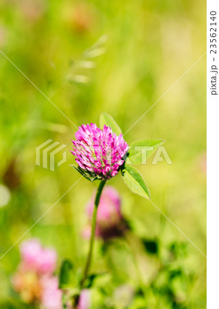 Wildflowers Alsike Clover Or Trifolium Hybridum In 23562140