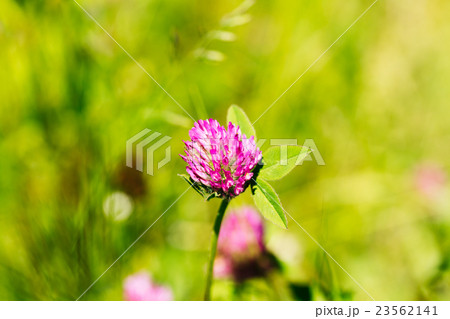 Blooming Wildflowers Alsike Clover Or Trifolium Blooming Wildflowers Alsike Clover Or Trifolium 23562141