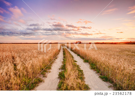 Rural Countryside Road Through Wheat Field 23562178
