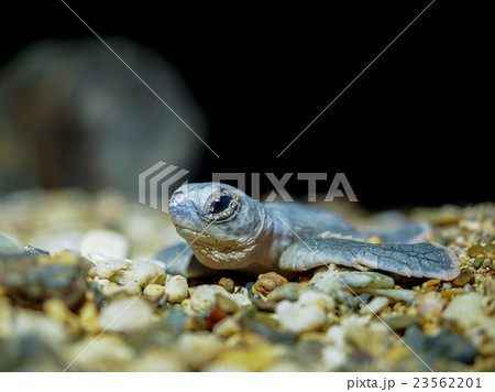ウミガメの孵化 ウミガメの孵化 23562201