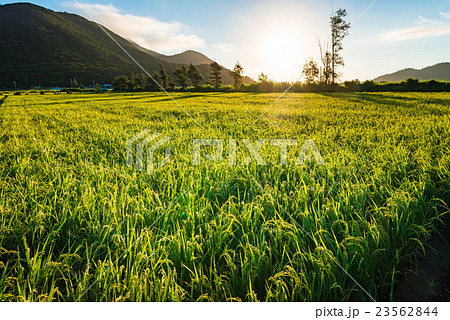 田圃、日の出、風景、沖縄。 田圃、日の出、風景、沖縄。 23562844