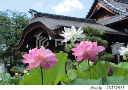 京都 花の寺 法金剛院の蓮の写真素材