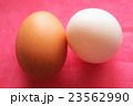 卵 23562990
