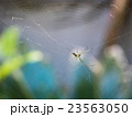 英語蜘蛛_006 23563050